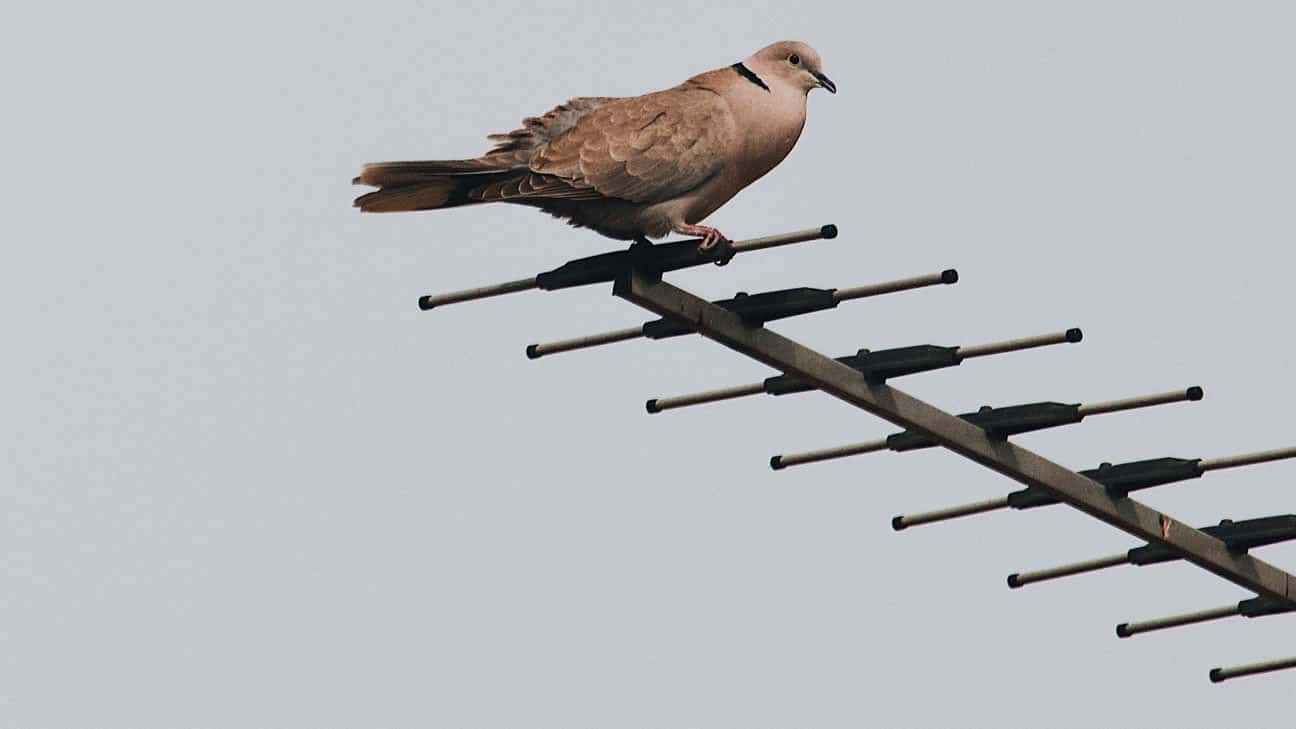 How to Stop Birds Sitting on Your TV Aerial